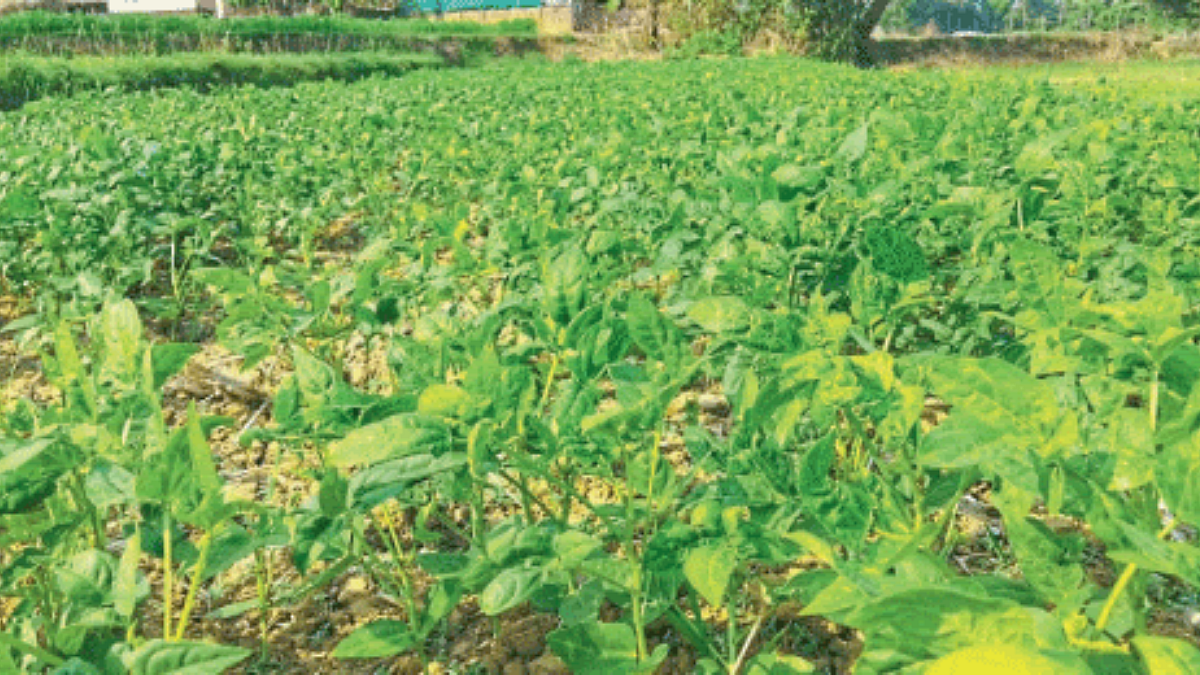 Rabi Crop