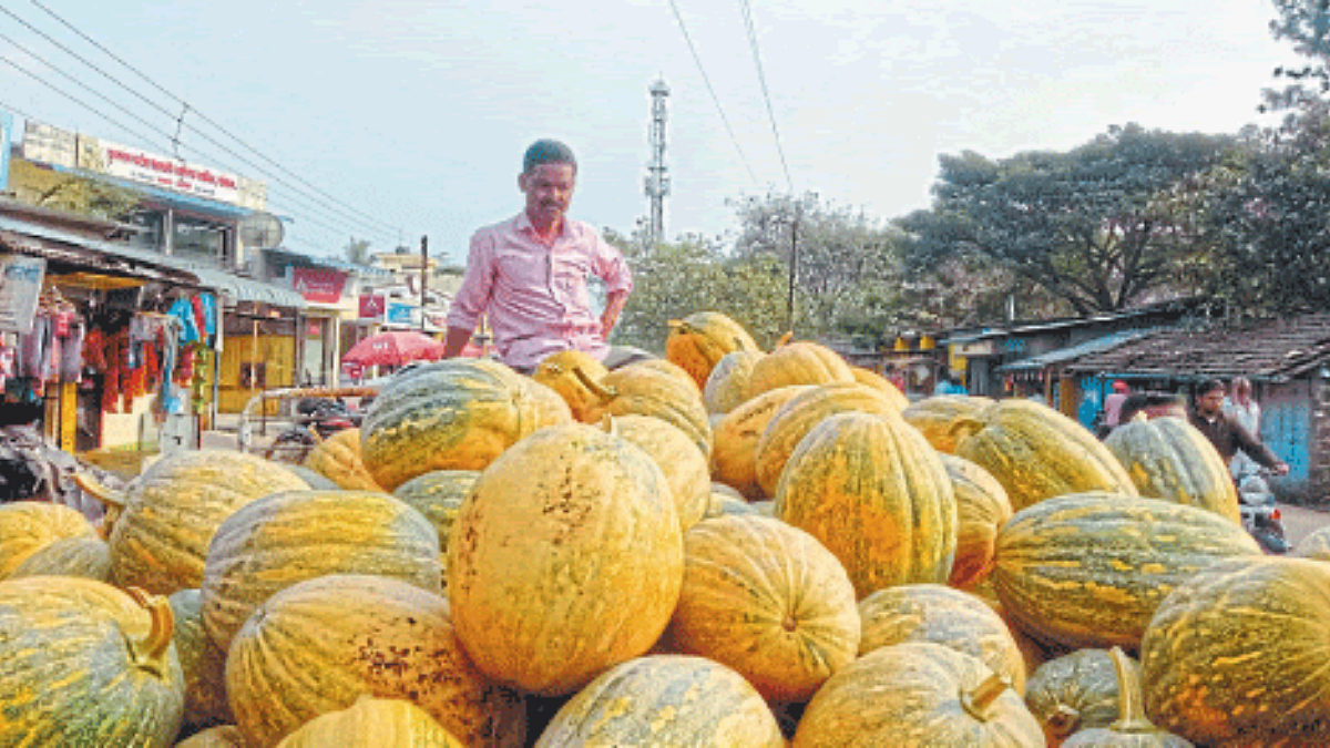 Pumpkin Arrival