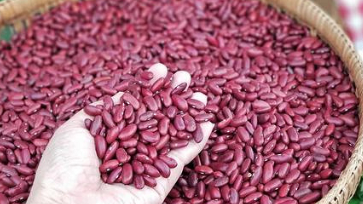 Rajma Cultivation