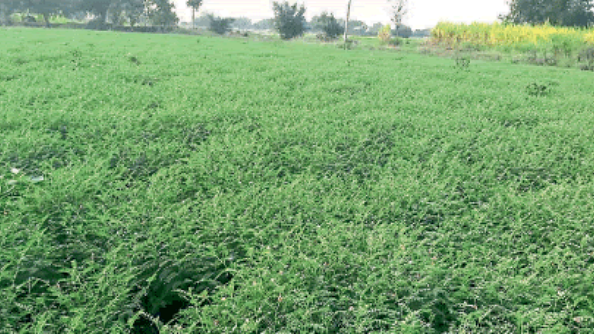 Chana Sowing