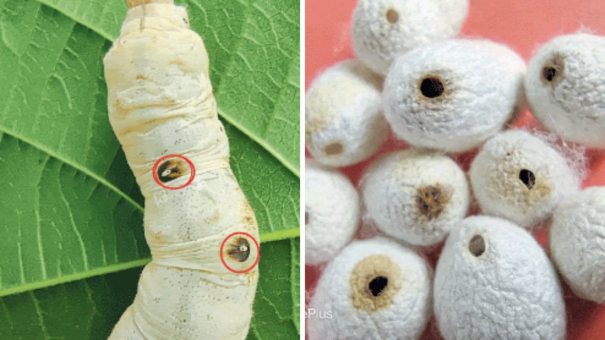 Silk Worm Pest