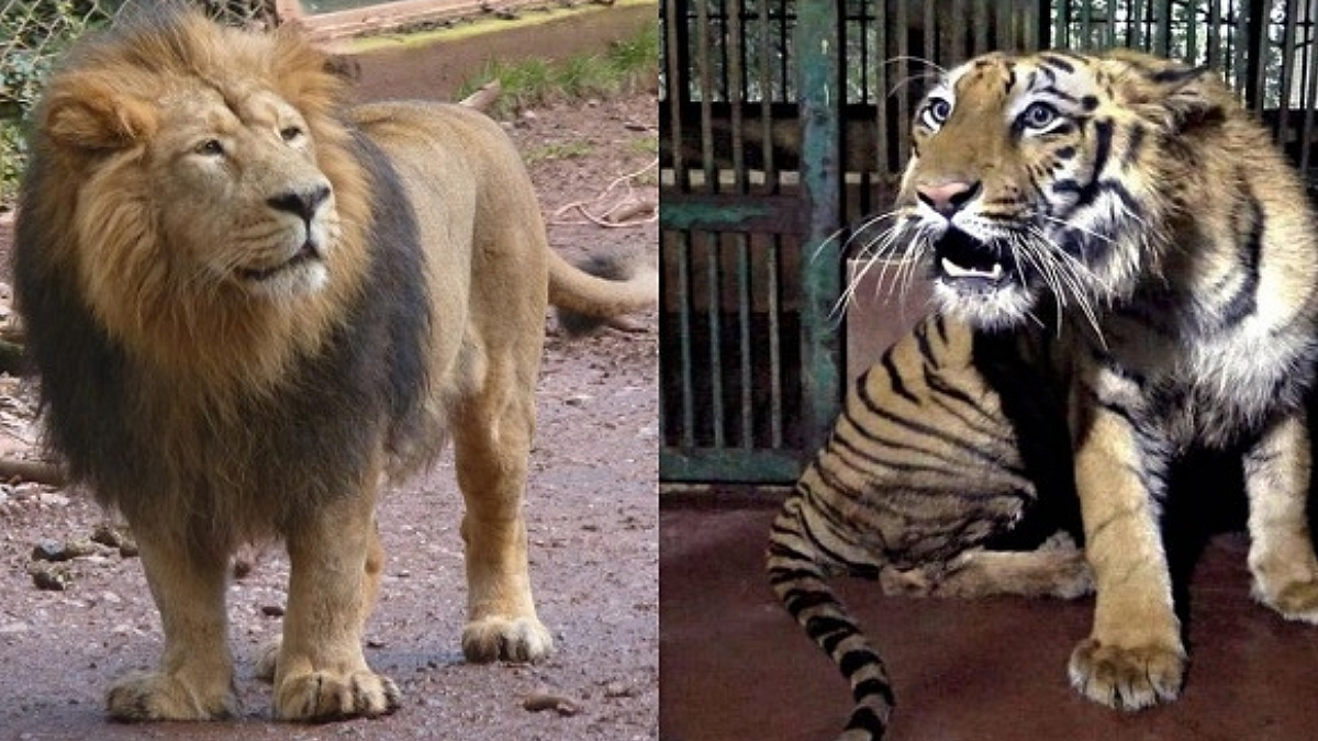 National Animal Park