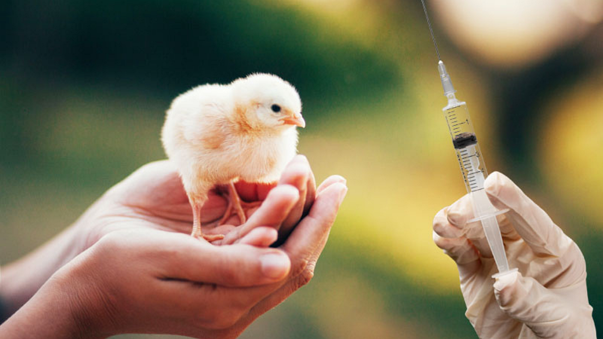Poultry Vaccination