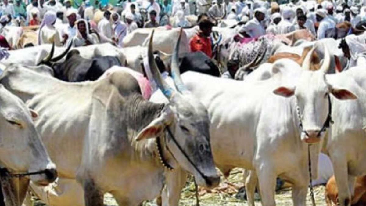 Animal market