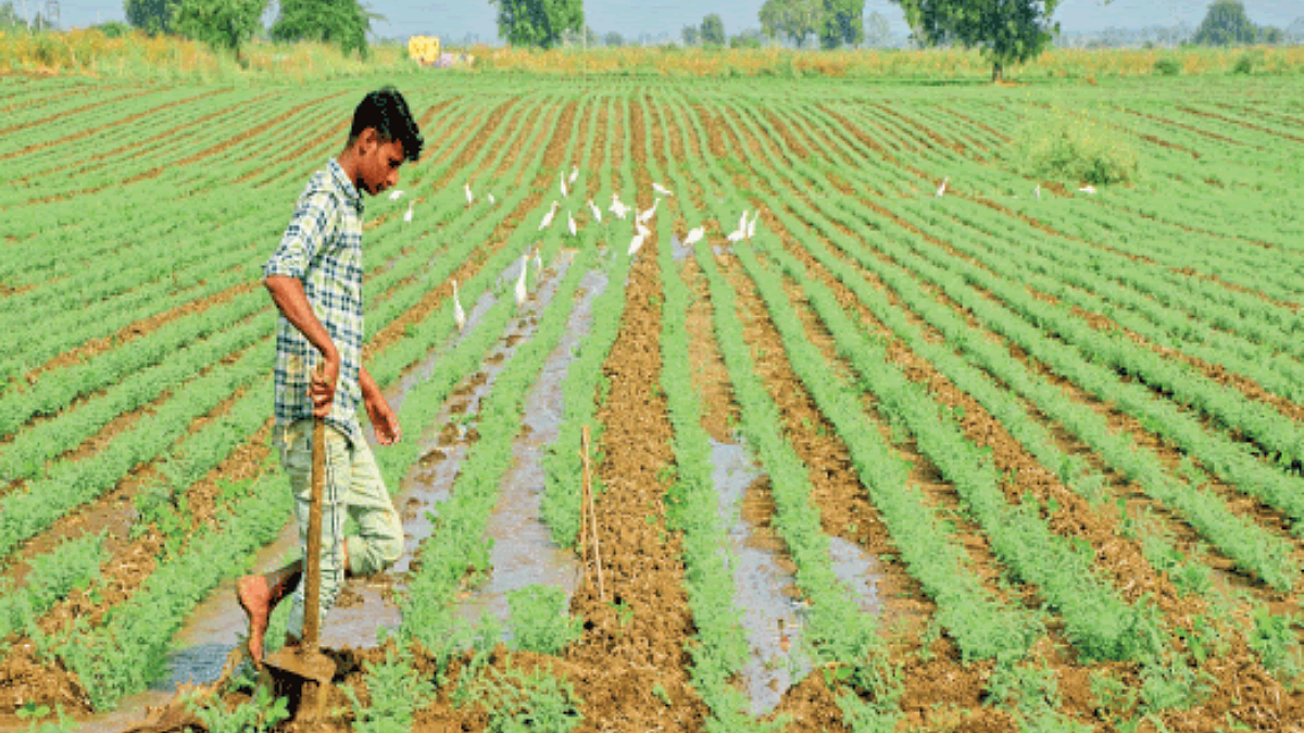 Chana Sowing