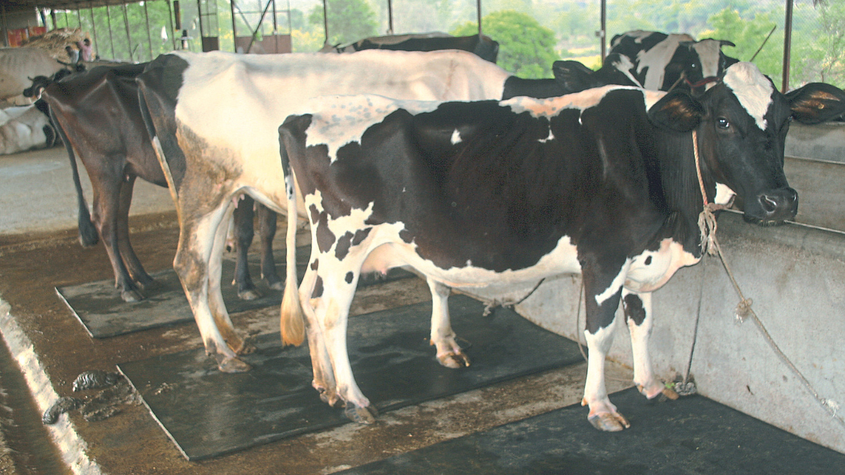 Artificial Insemination