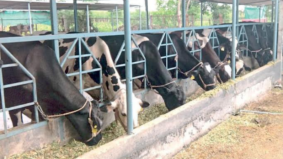 Cow Rearing