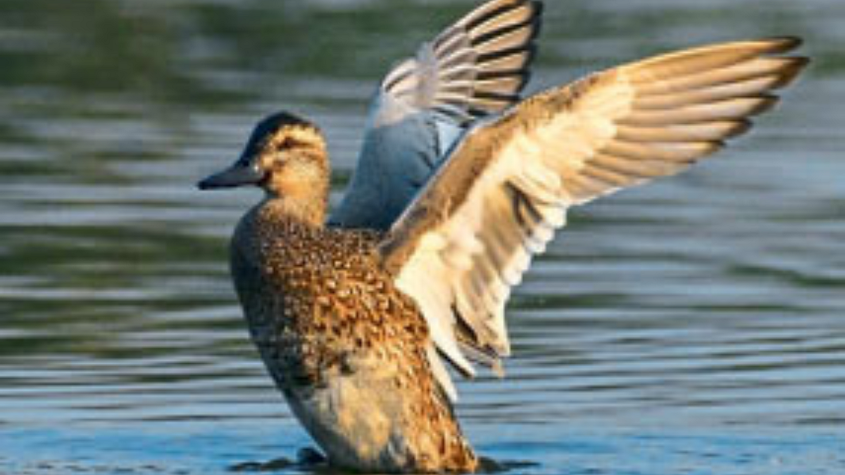 Solapur Bird News