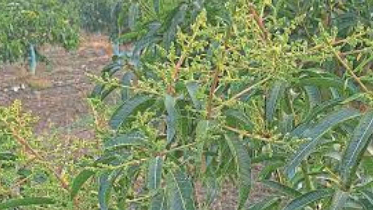 Mango Crop