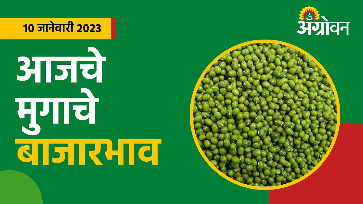 Moong Rate