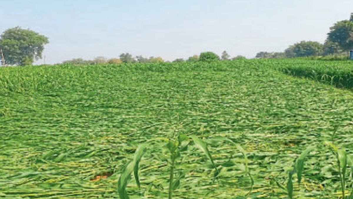 Crop Loss