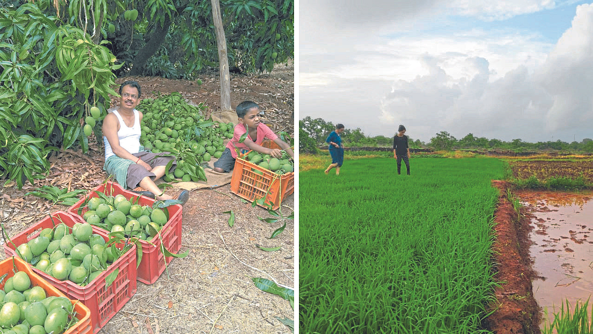 Vegetable Production