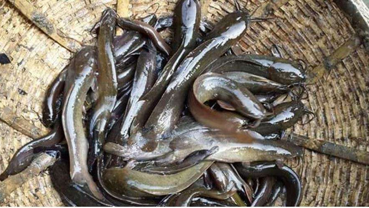 Fish Farming