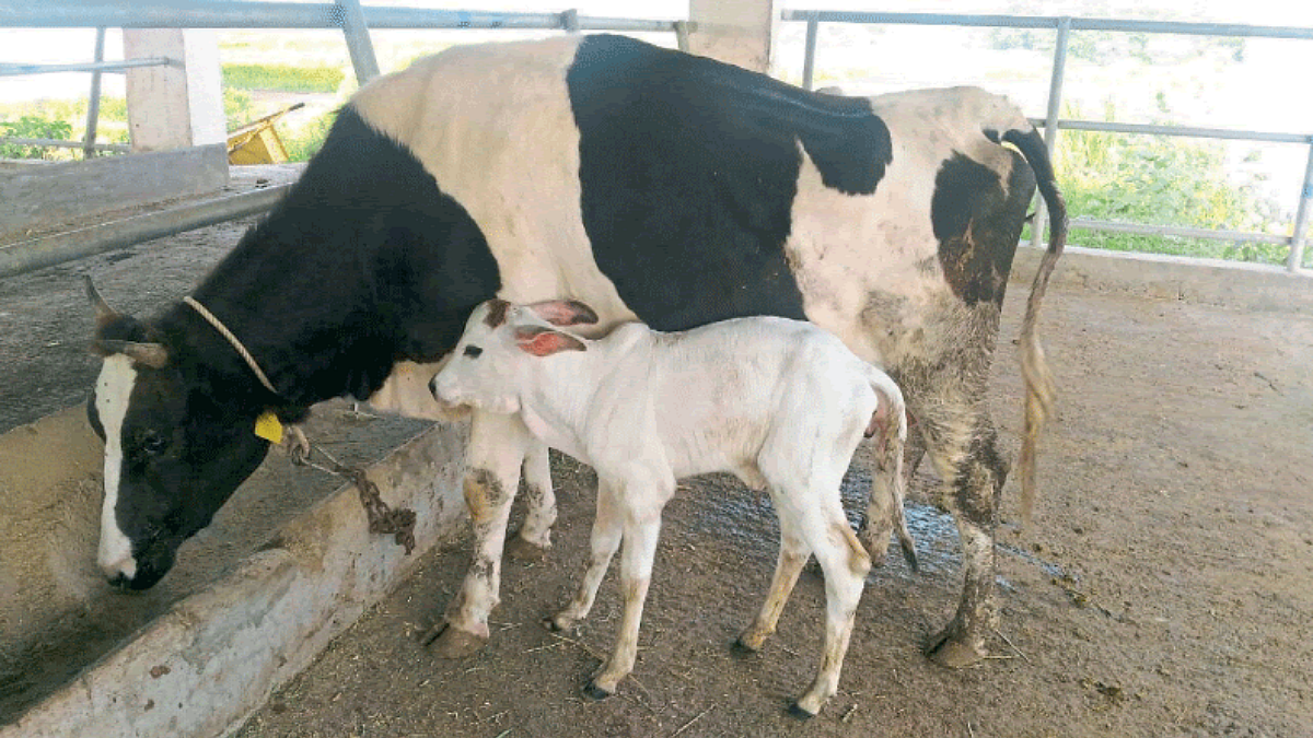 Animal Care