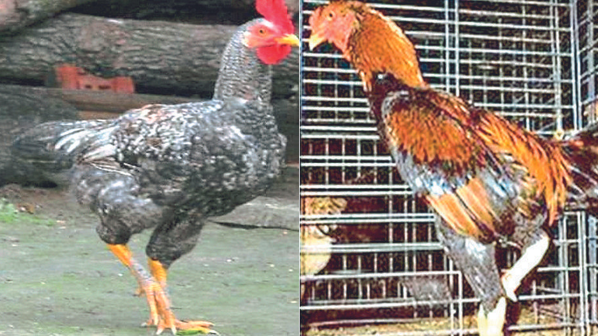 Raising Chickens