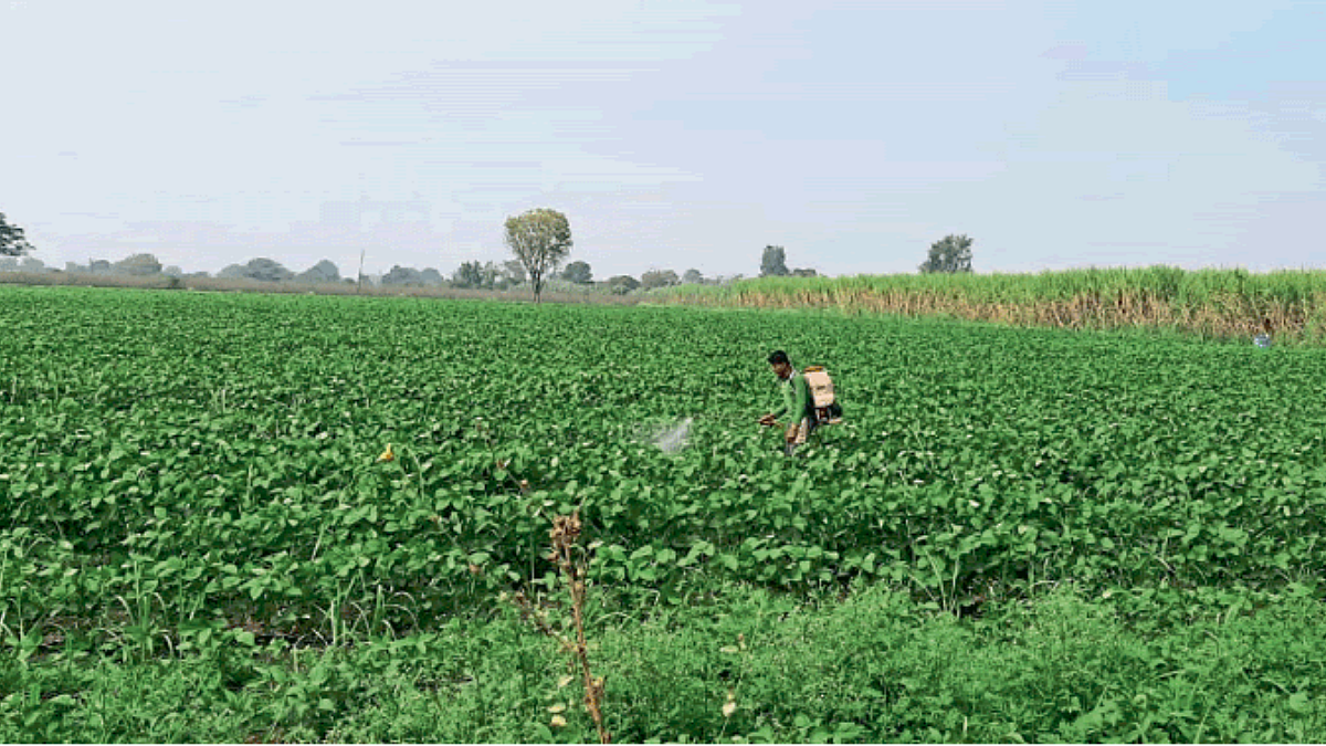 Summer Soybean