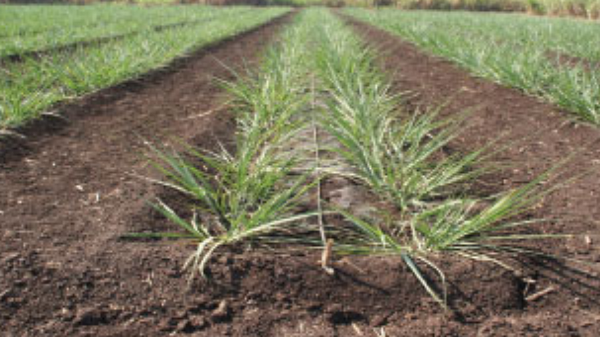 Sugarcane Cultivation
