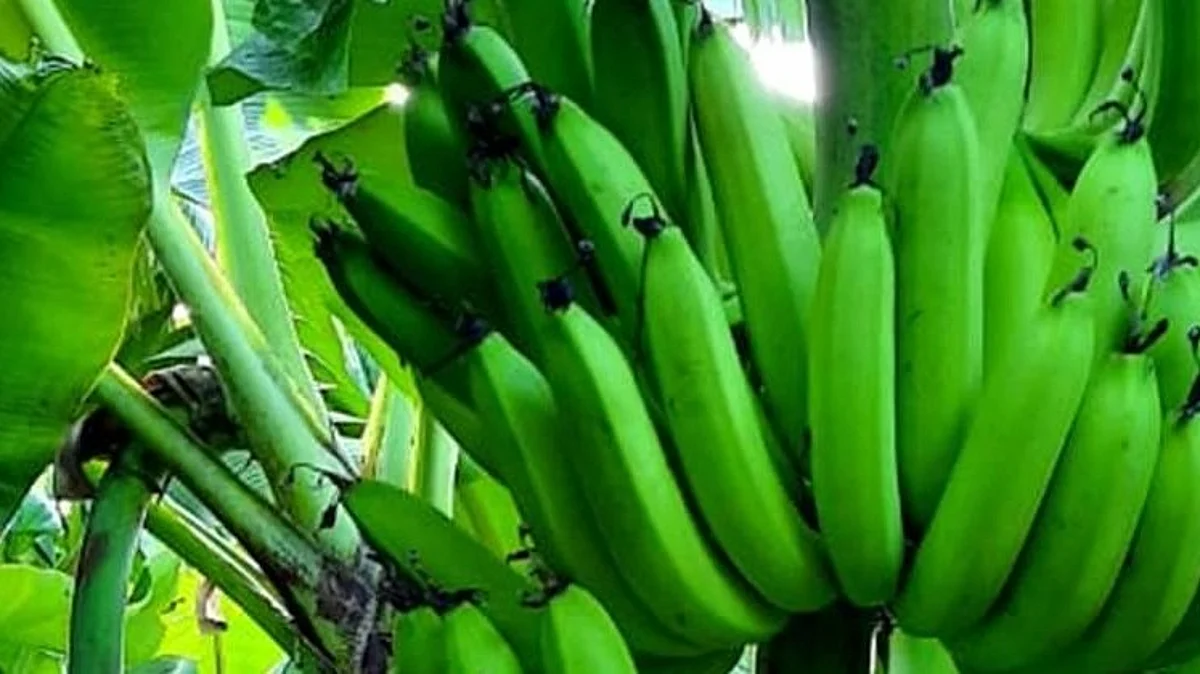 Banana Harvesting