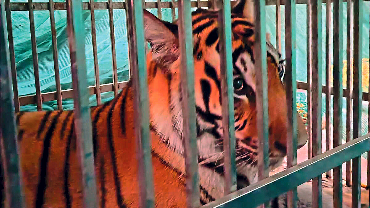 Tiger Terror in Bhandara