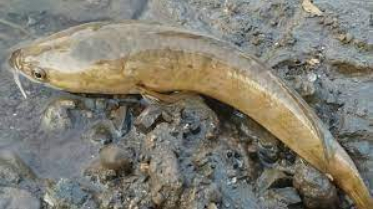 Maral Fish Conservation