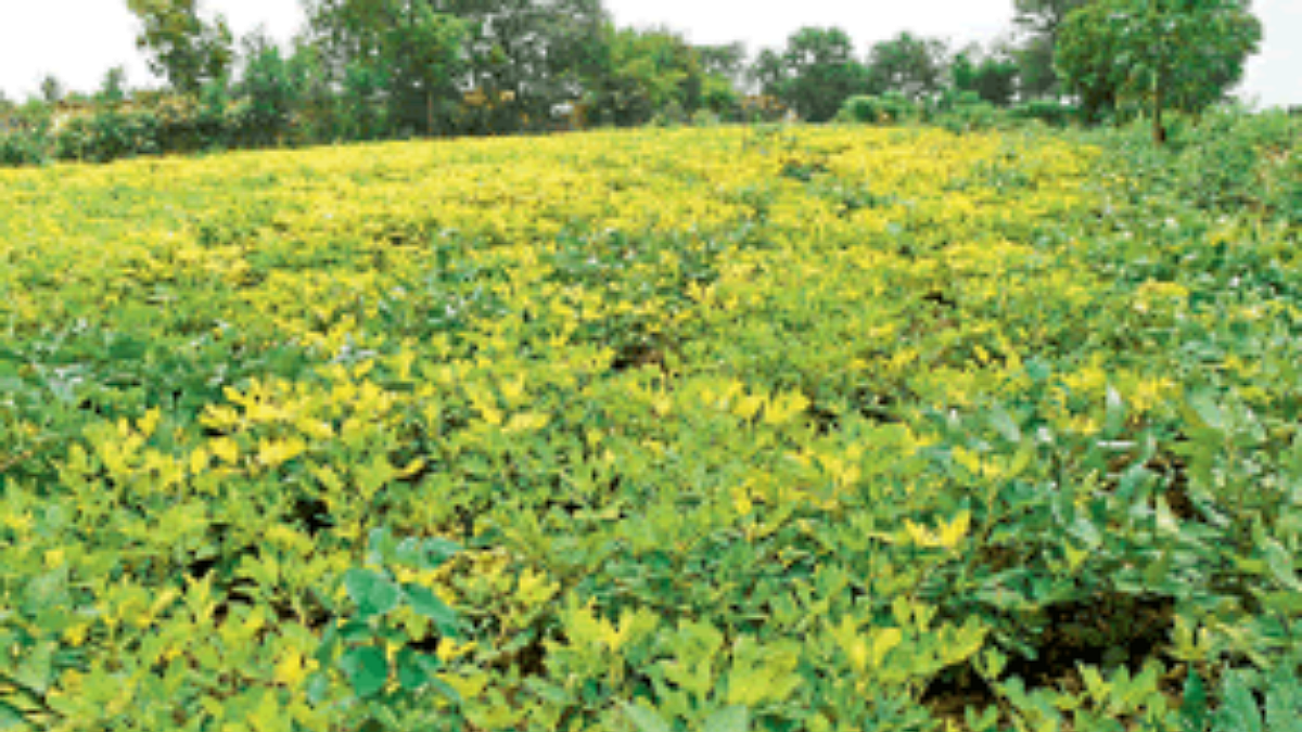 Groundnut Cultivation