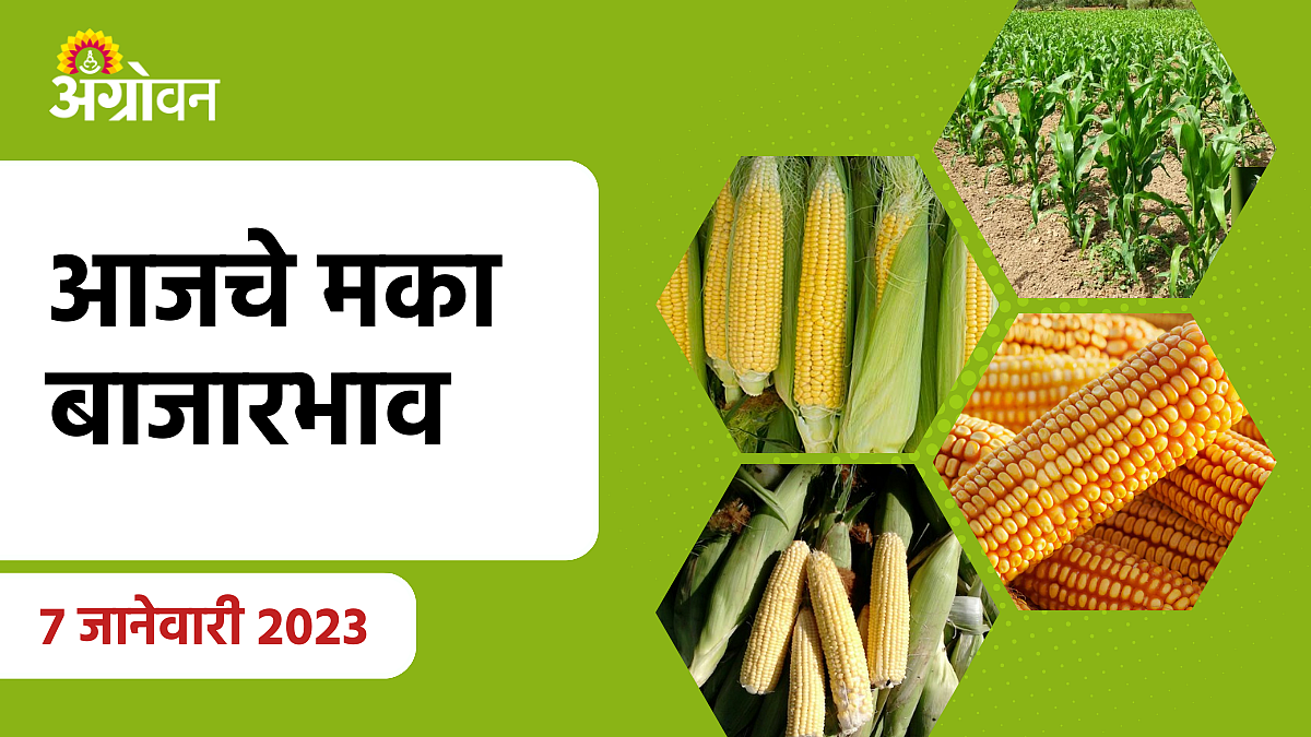 Maize Rate