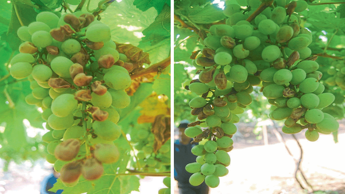 Vineyard Management