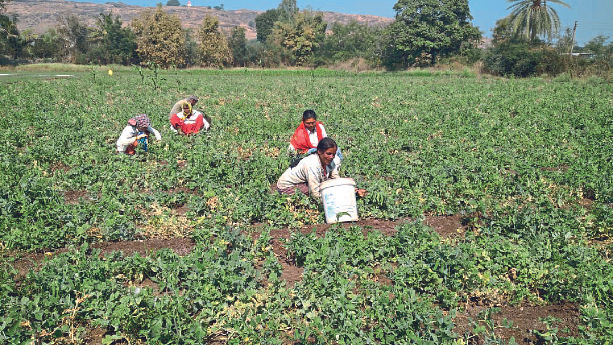 Matar Agrowon