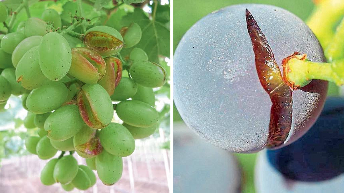Vineyard Management