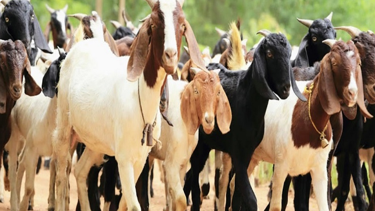 Goat Breeding Management