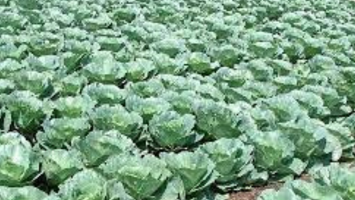 Farmer Scheme