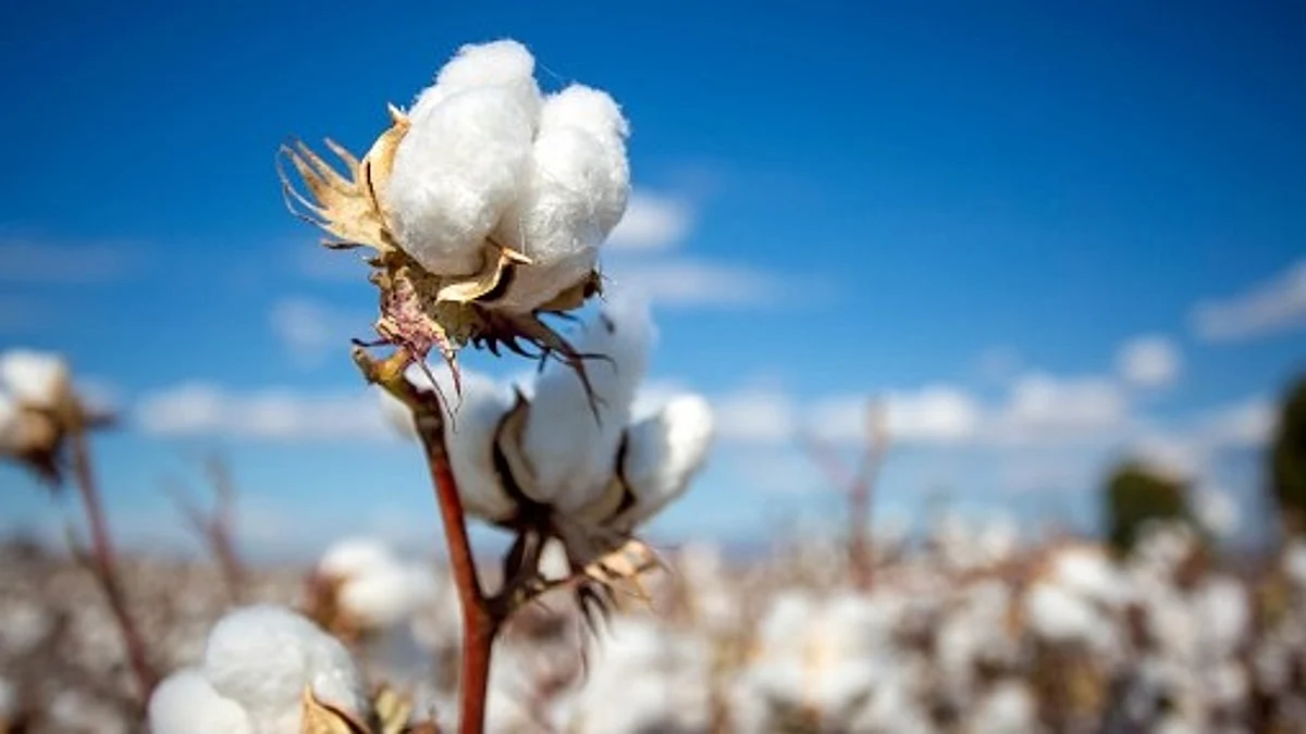 Cotton Rate