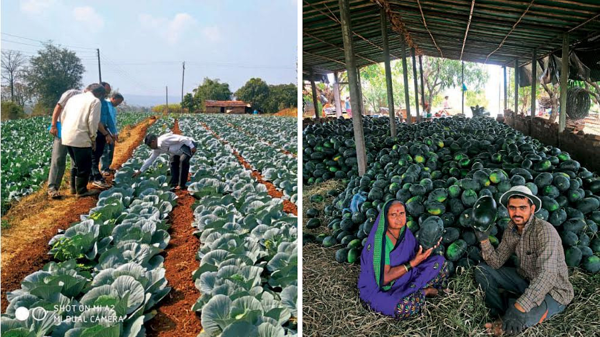 Horticulture Crop