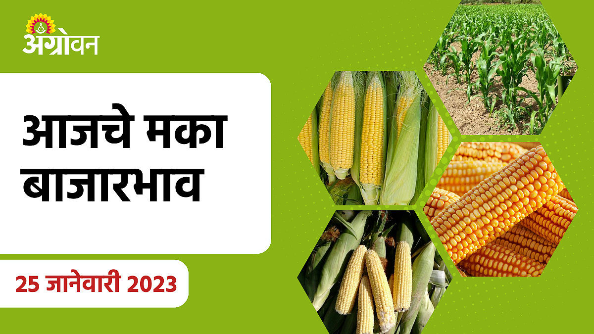 Maize Rate