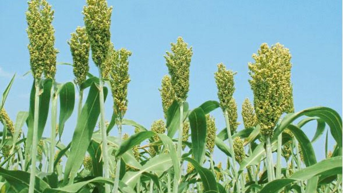 Jowar Sowing