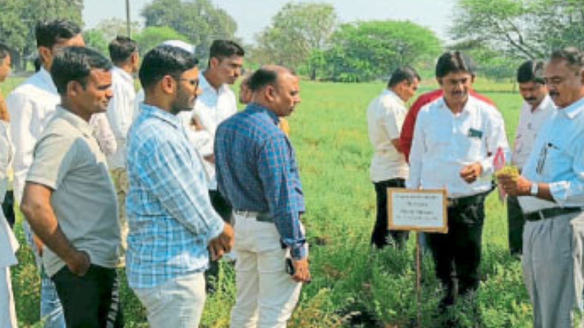 Chana Cultivation