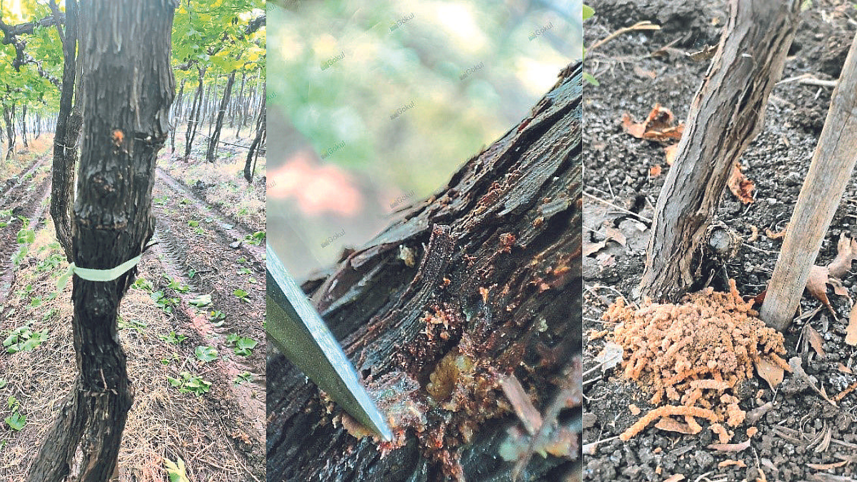 Grape Management
