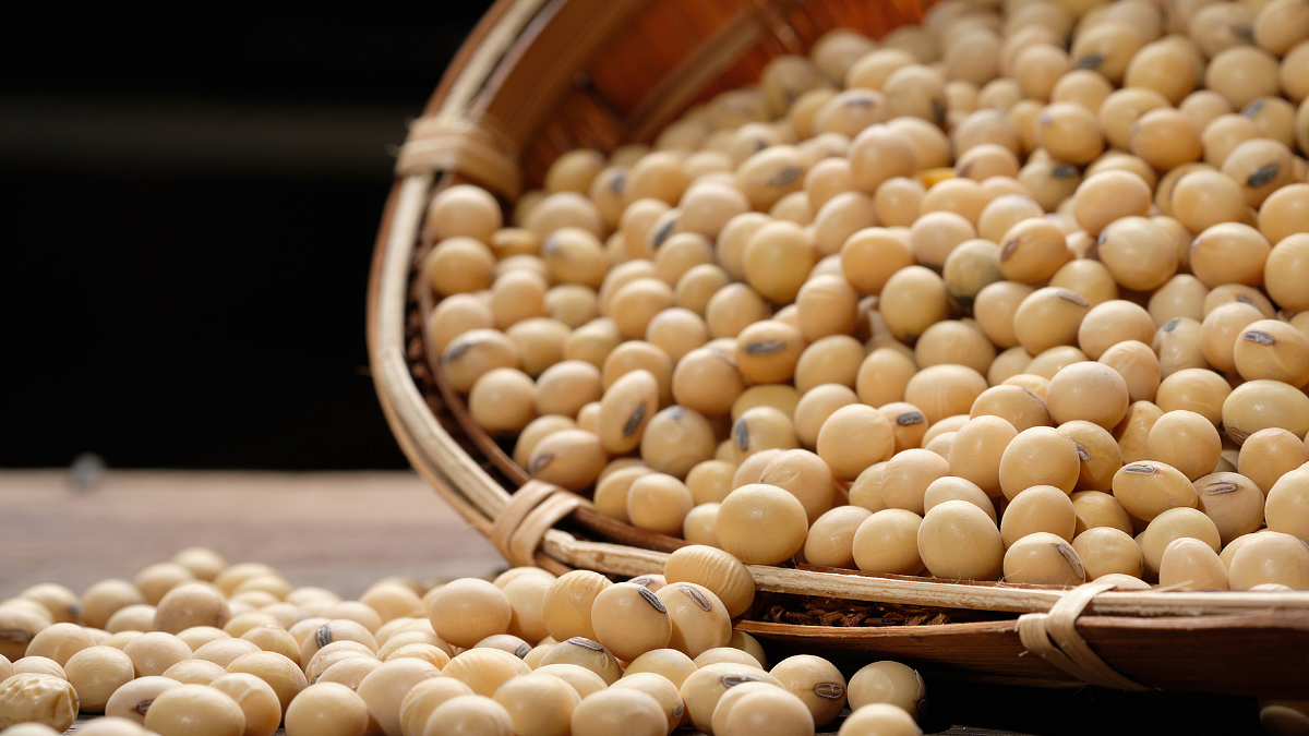 Soybean Export