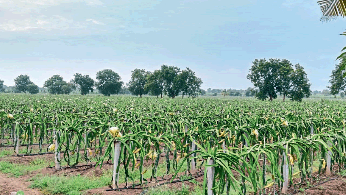 Indian Agriculture