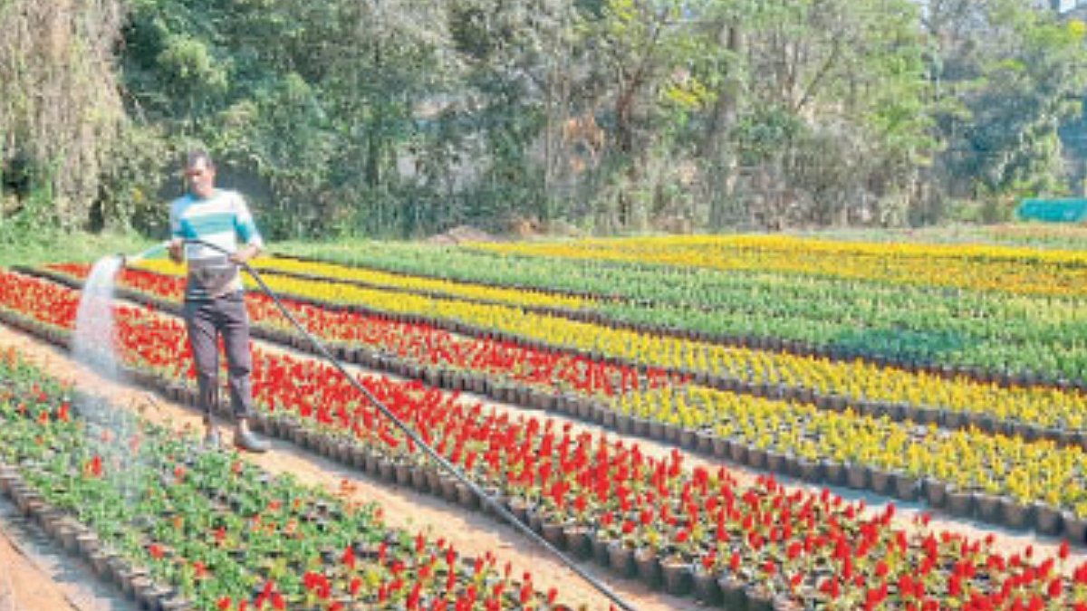 Flower Exhibition
