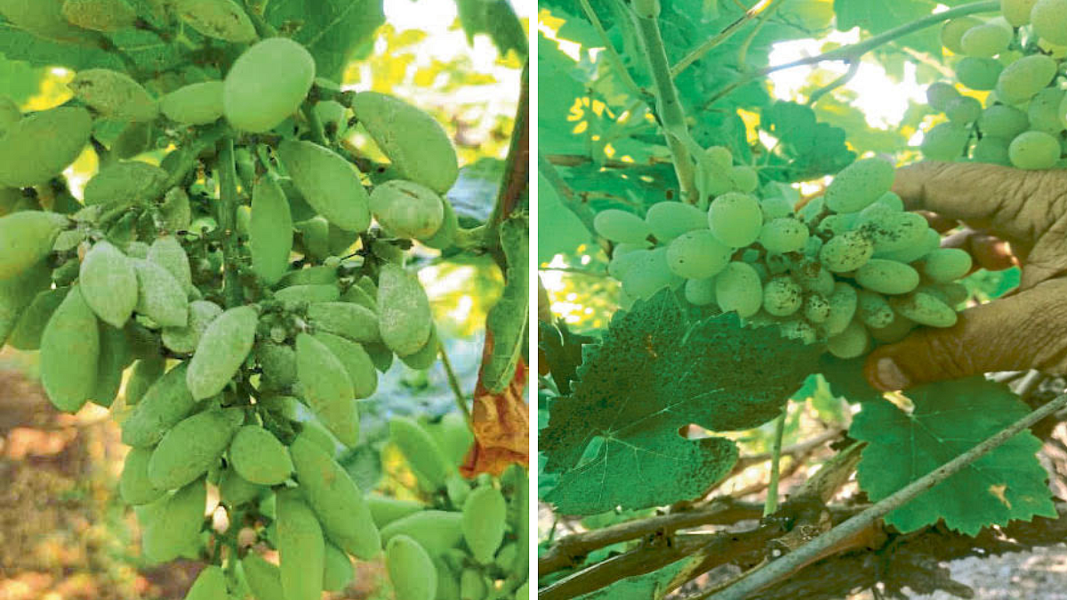 Grape Disease Management