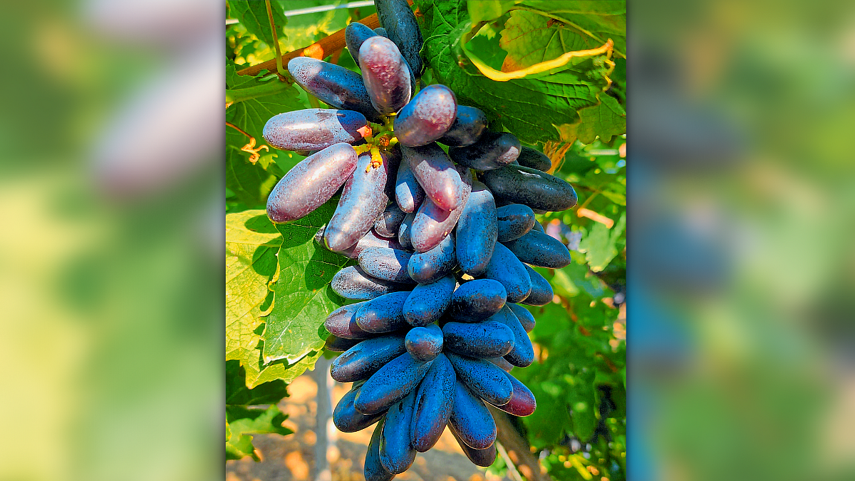 Black Grape Production