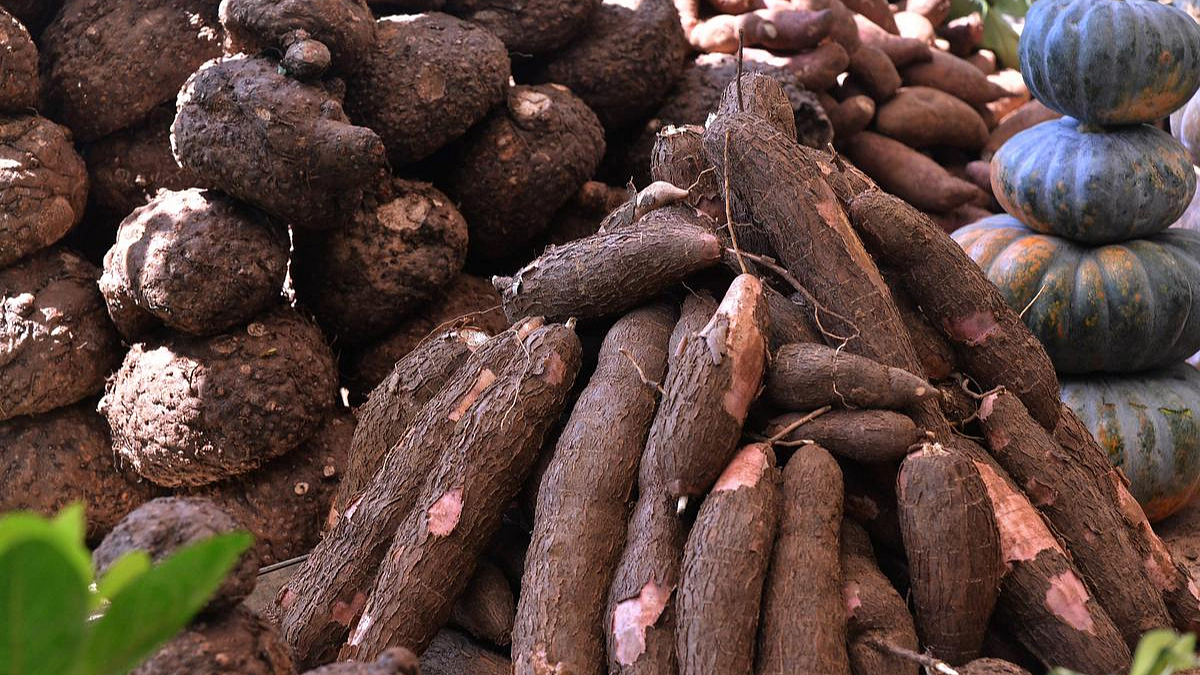 Tuber Exhibition