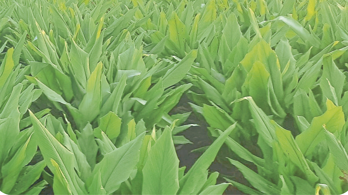 Turmeric Crop