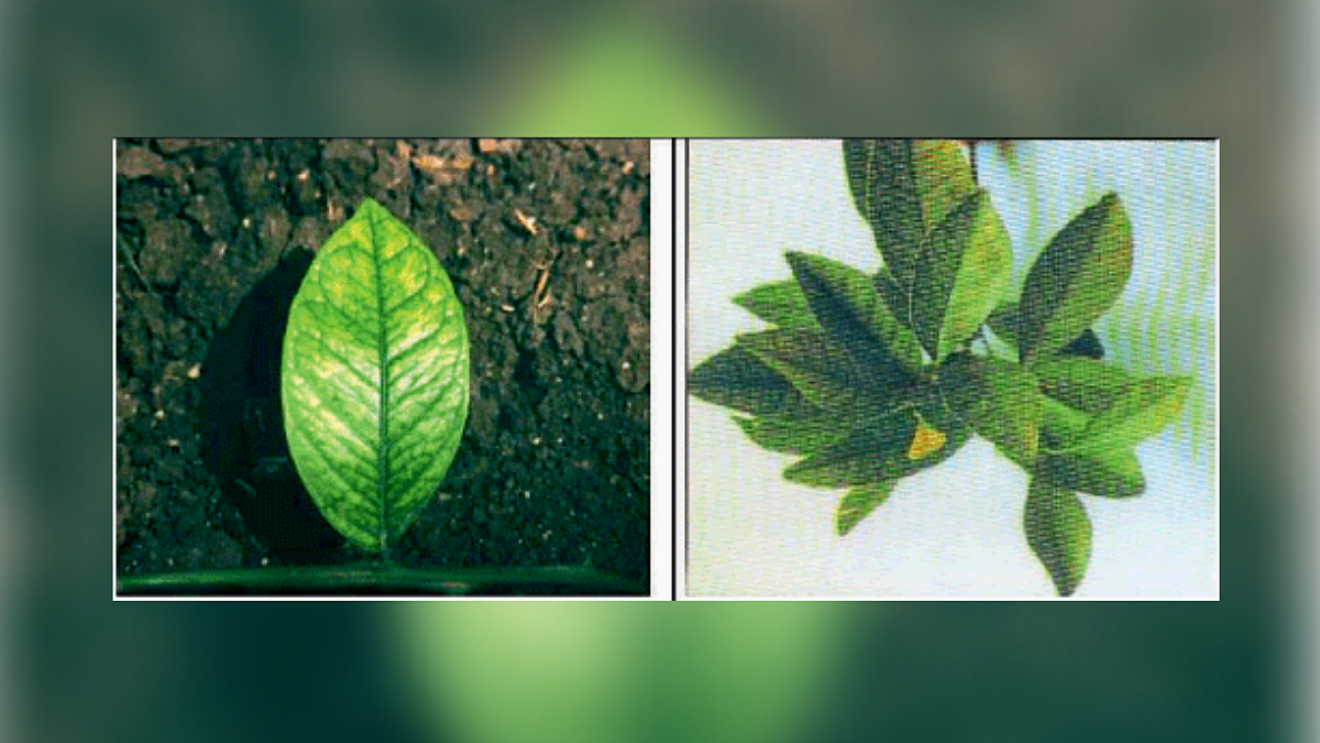 Micronutrient Deficiency