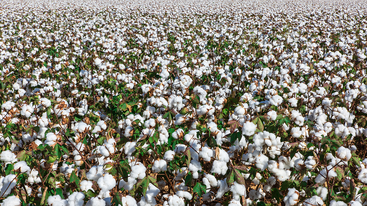 Cotton