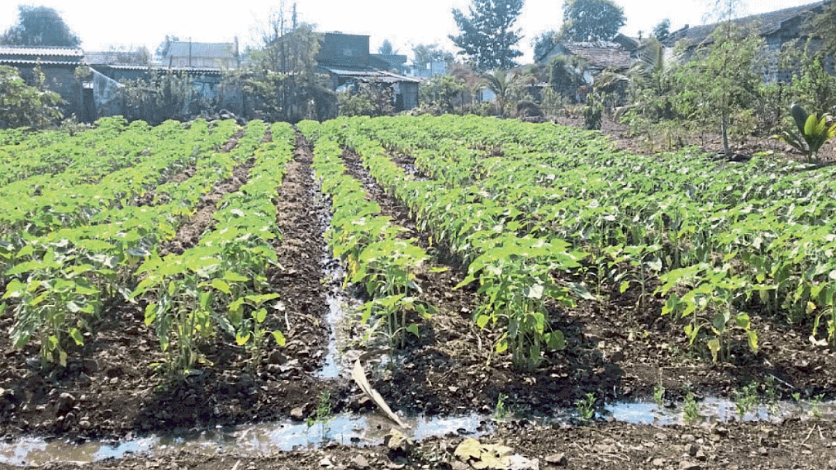 Sunflower Sowing