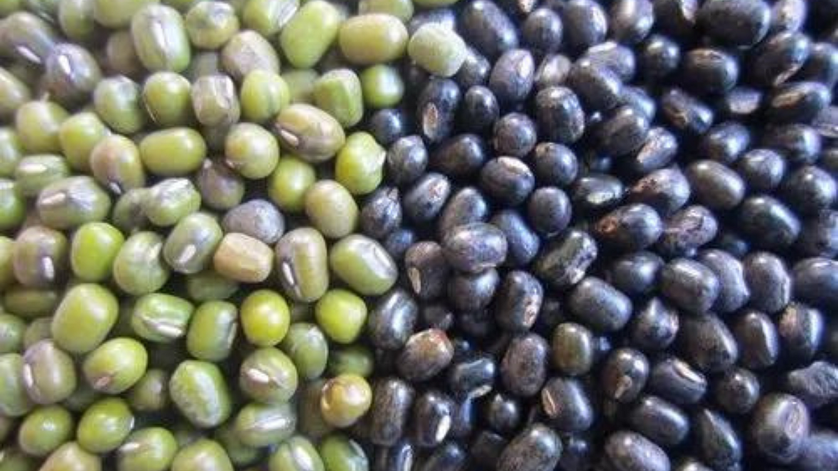 Pulses Production