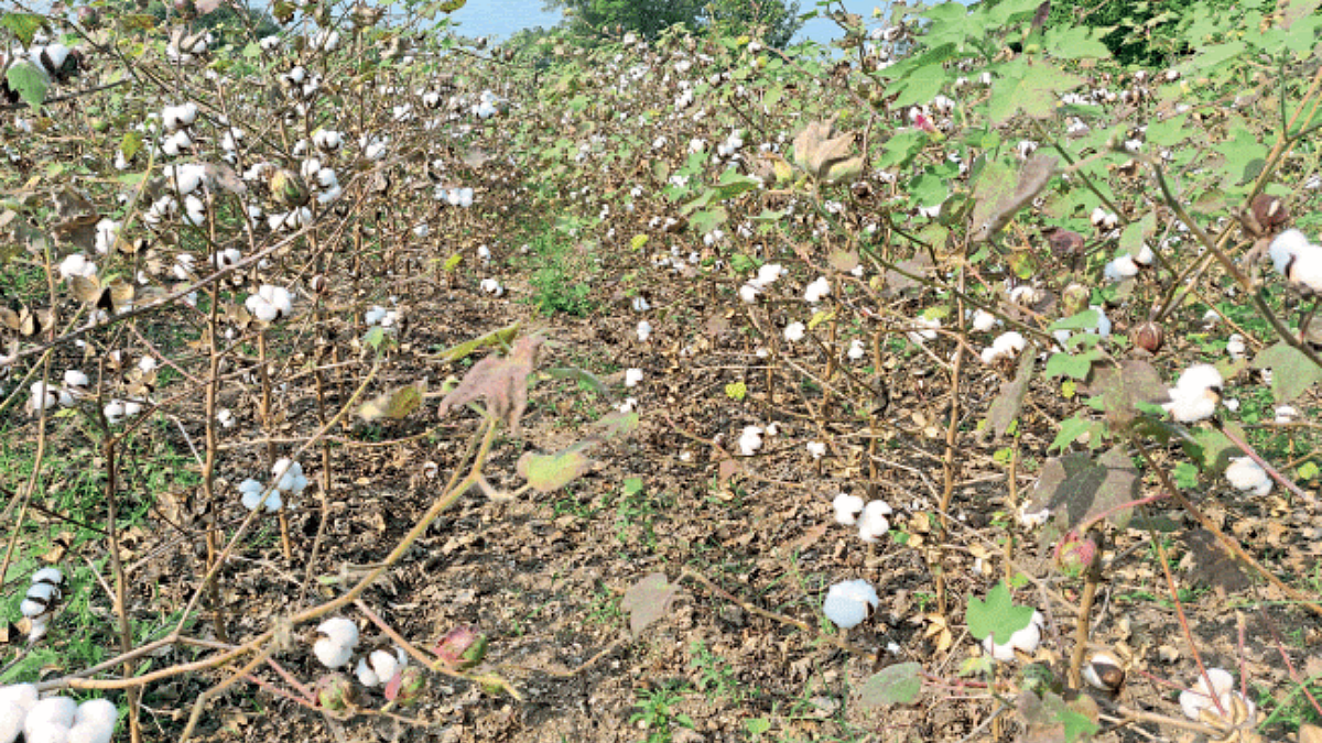Cotton Fardad