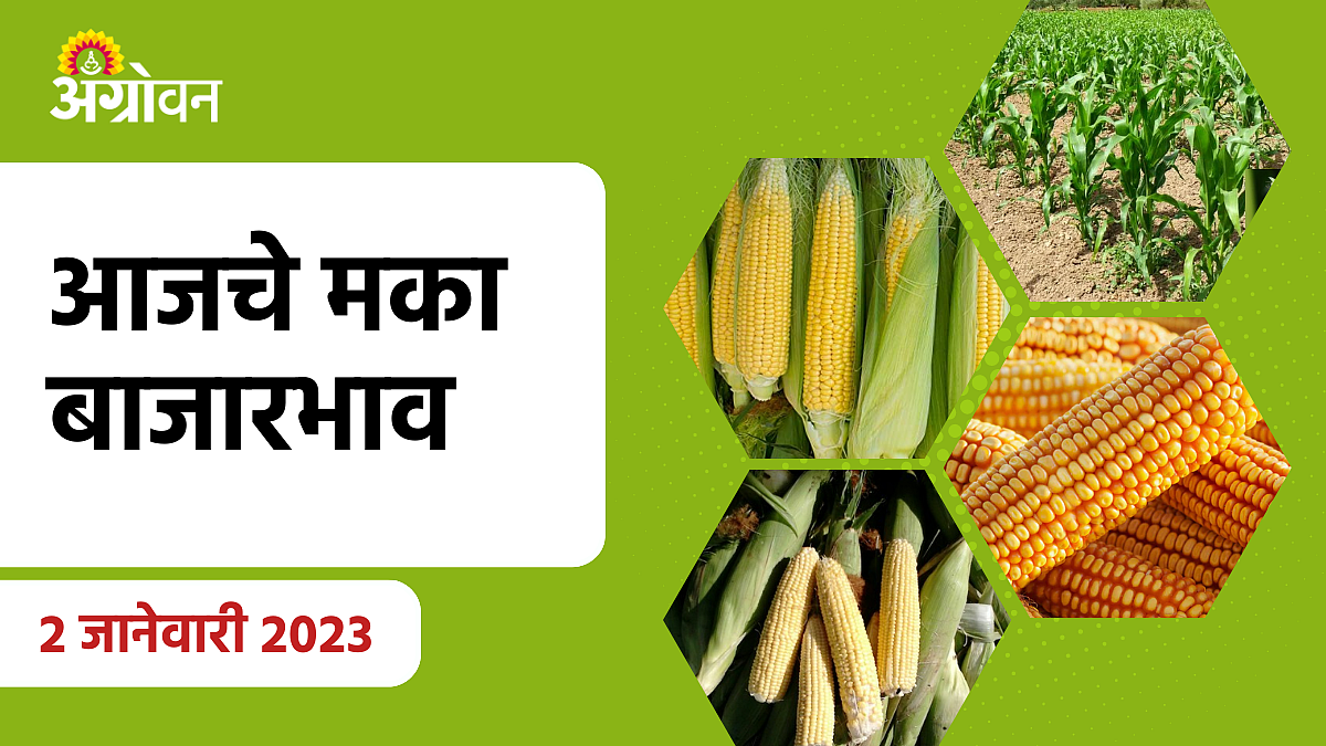 Maize rate 2 Jan 2023
